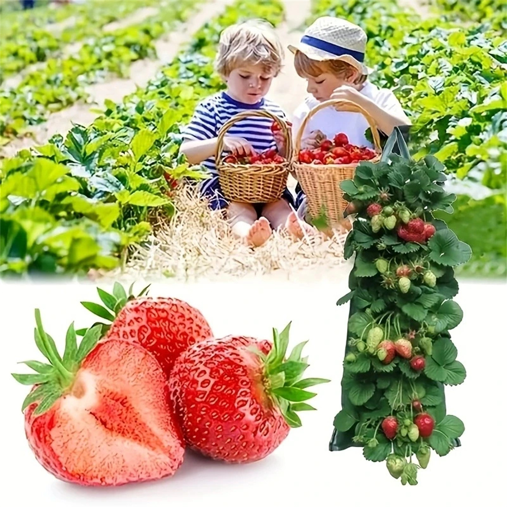 1PC Holes Hanging Strawberry P - Agriculture Vertical Farming บทวิจารณ์และราคา