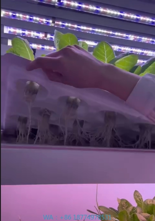 f Greenhouse Agricultural Equi - Agriculture Farming Vegetables บทวิจารณ์และราคา