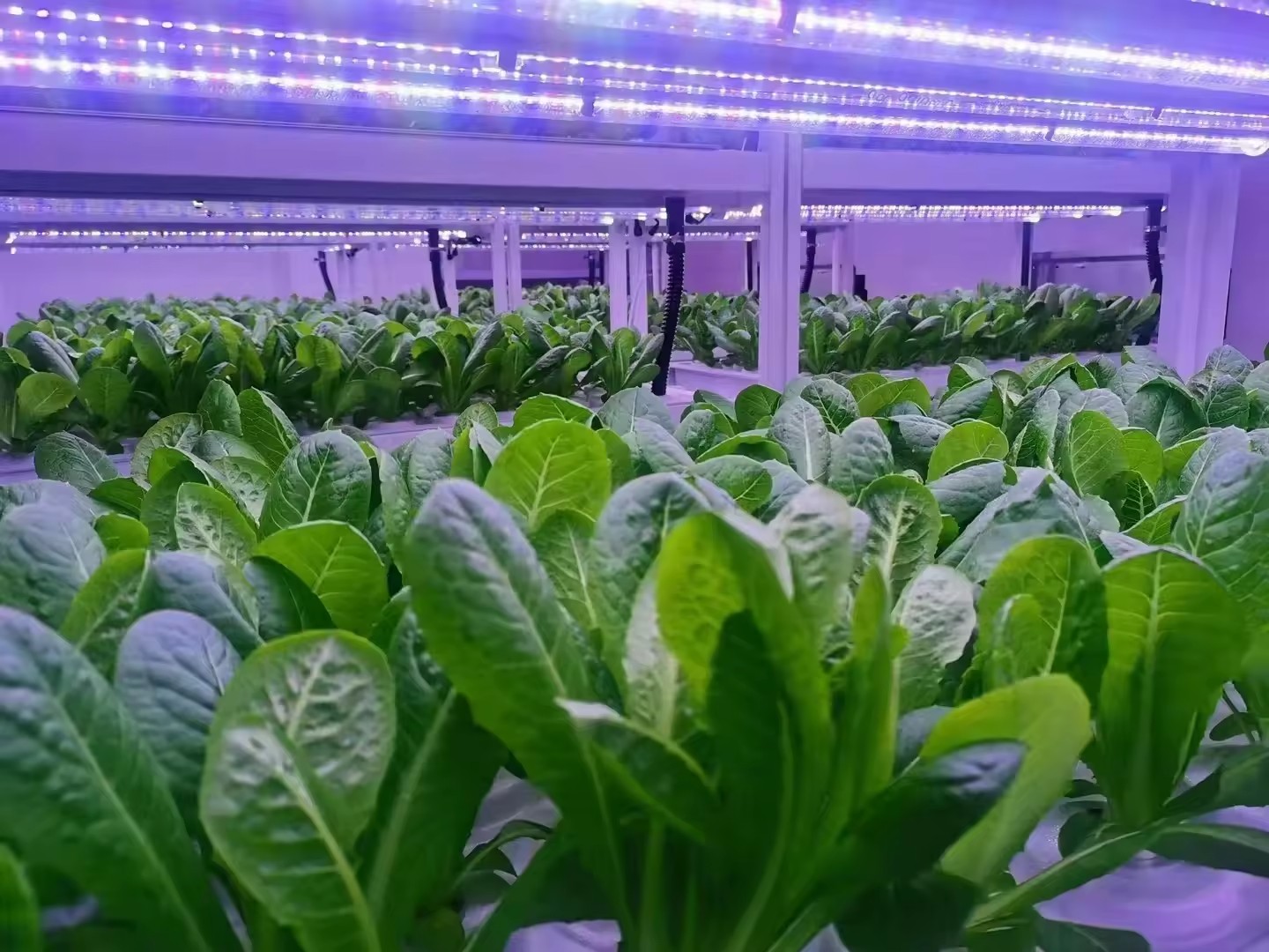 f Greenhouse Agricultural Equi - Agriculture Farming Vegetables บทวิจารณ์และราคา