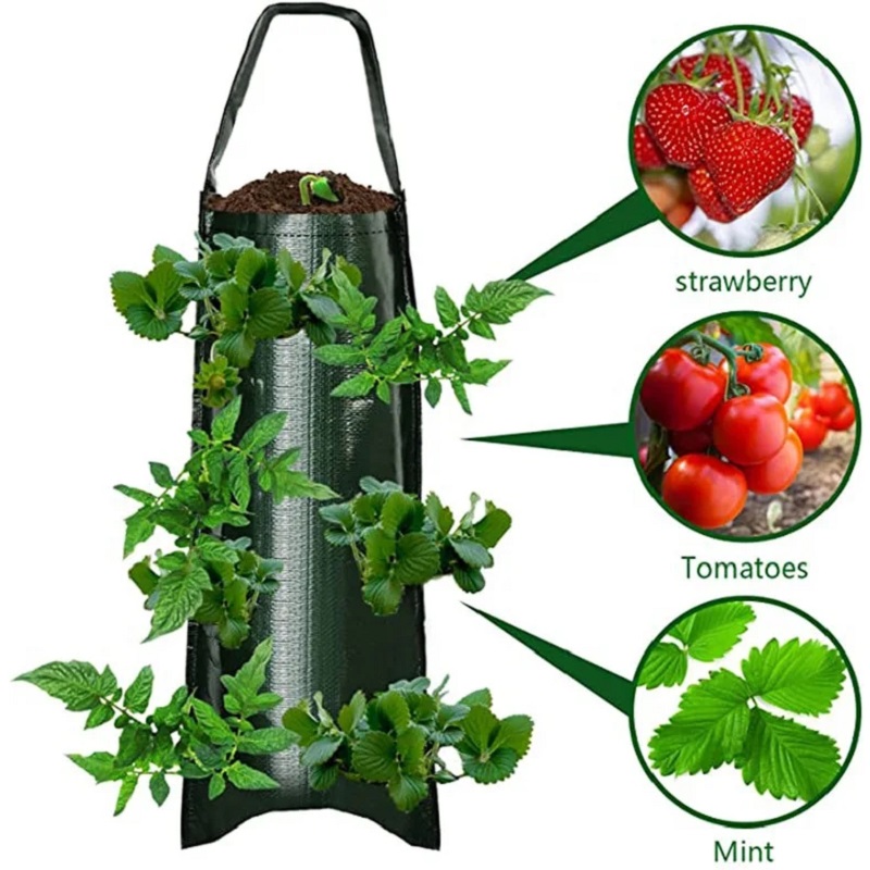 6/8/10 Holes Hanging Strawberr - Agriculture Vertical Farming บทวิจารณ์และราคา