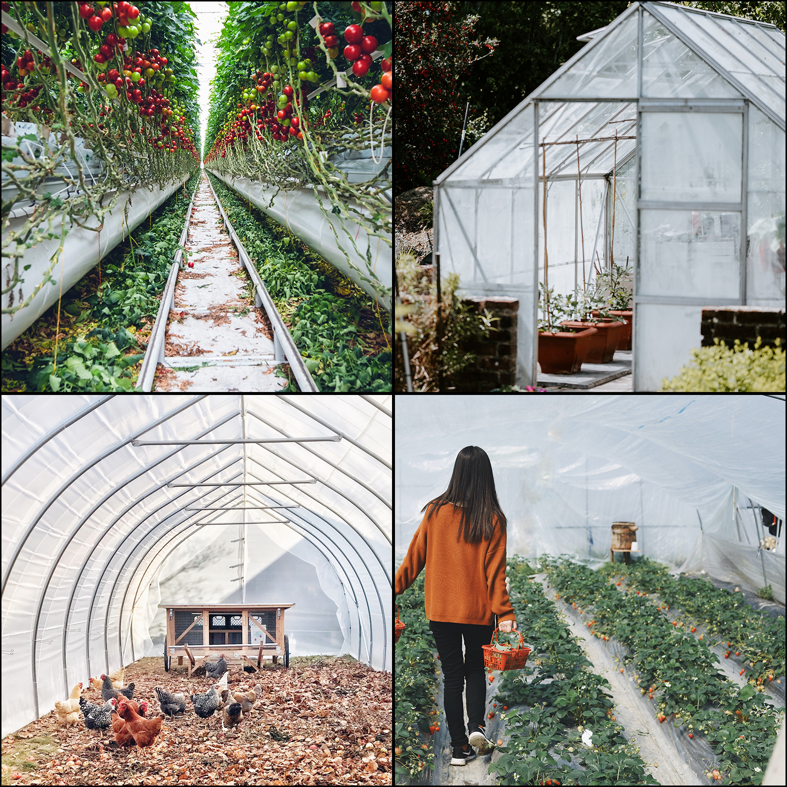 SucceBuy Agricultural Greenhou - Agriculture Farming Vegetables บทวิจารณ์และราคา